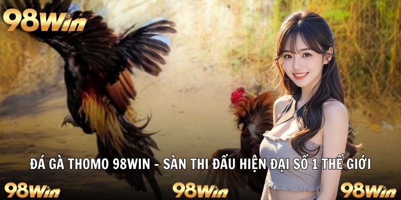 ĐÁ GÀ THOMO – CUỘC CHẠM TRÁN KỊCH TÍNH CHO TÍN ĐỒ 98WIN 5 Sàn thi đấu đá gà Thomo hiện đại