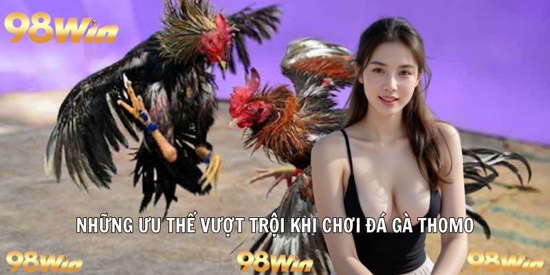 ĐÁ GÀ THOMO – CUỘC CHẠM TRÁN KỊCH TÍNH CHO TÍN ĐỒ 98WIN 6 Ưu điểm khi tham gia cược gà thomo 98win
